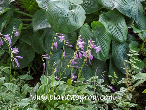 Hosta sieboldii